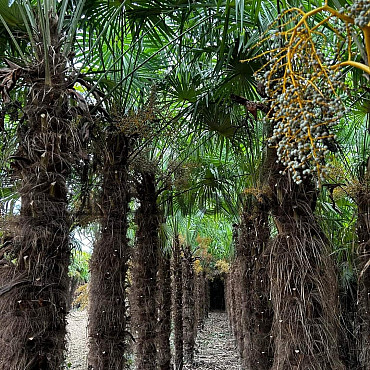 AKCE - Trachycarpus Fortunei (-17C) AKCE Balovky / 200-400cm