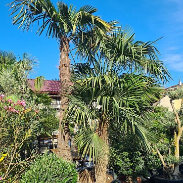 Trachycarpus Fortunei - trojkmen - kompletní výška kmenů 580cm