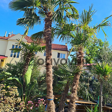 Trachycarpus Fortunei - trojkmen - kompletní výška kmenů 600cm