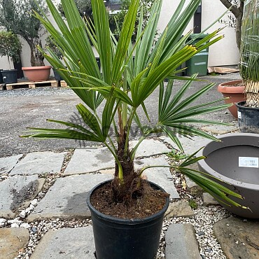 Trachycarpus Fortunei 5lt / 10Lt - výška 40-80cm