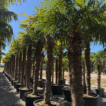2026 Rezervace / Trachycarpus Fortunei / Grande - 250/275cm/  mrazuvzdorná palma (-17C)
