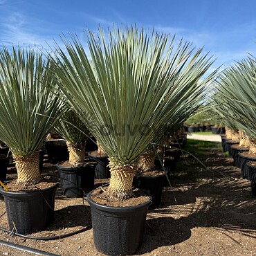 2026 Rezervace / Yucca Rostrata  20/30cm kmen
