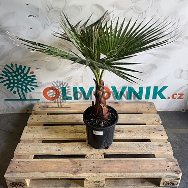 WASHINGTONIA ROBUSTA / 10LT / výška 100-110cm