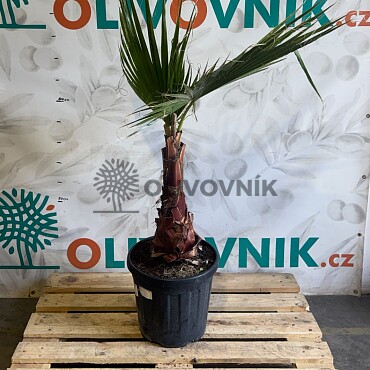 WASHINGTONIA ROBUSTA / 25LT / výška 120-160cm