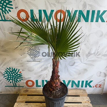 WASHINGTONIA ROBUSTA / 25LT / výška 120-160cm