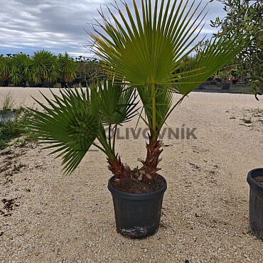 Washingtonia Robusta Double 30lt 120/150cm