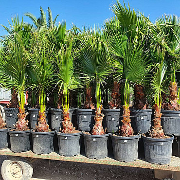 Washingtonia Robusta 160/180cm_ 70lt