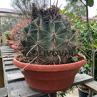 CACTUS - mix bowl - 30cm