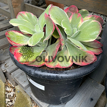 MIX sukulentů -  15lt