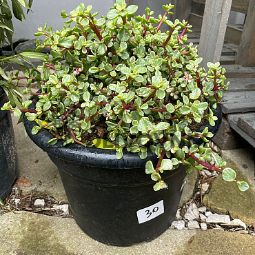 MIX sukulentů -  15lt