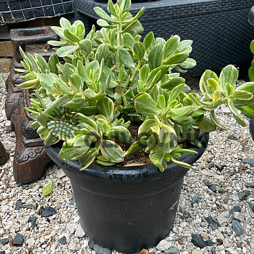 MIX sukulentů -  15lt