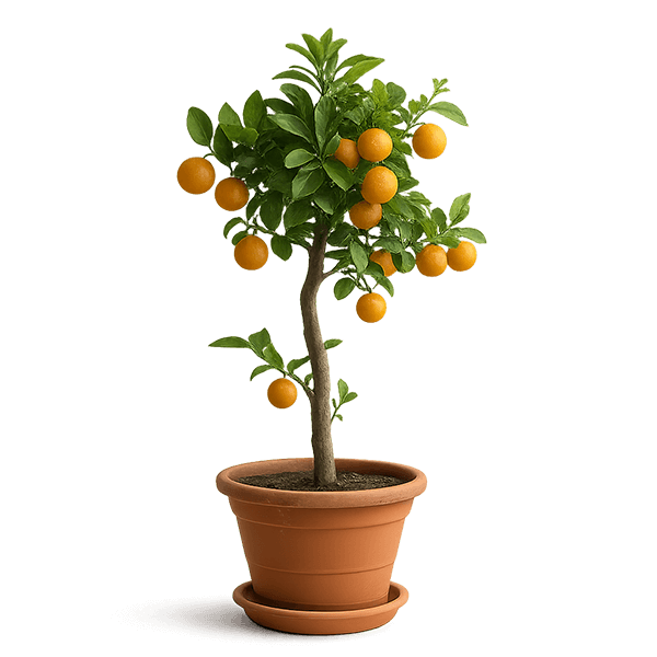 Citrusy